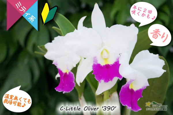 【春・夏の２回咲きカトレア】C.Little Oliver  '390' (交配種)カトレア リトルオリバー‘390' 販売　通販　苗　香