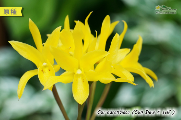 Guarianthe aurantiaca (Sun Dew × self) （原種）グアリアンセ　オウランティアカ